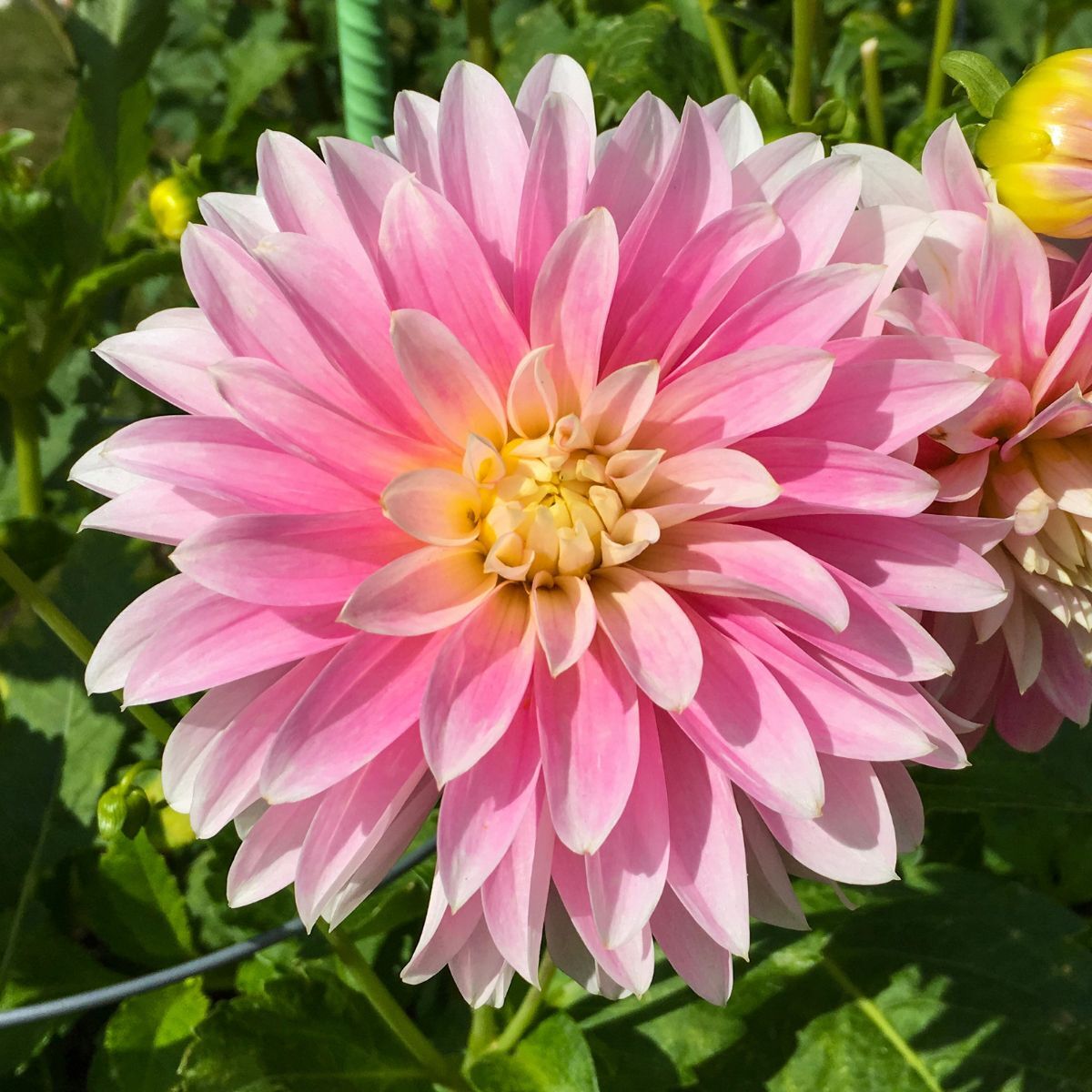 Dahlia- Alloway Candy (Tuber)